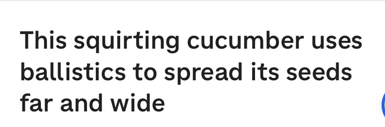 This squirting cucumber uses ballistics to spread its seeds far and wide