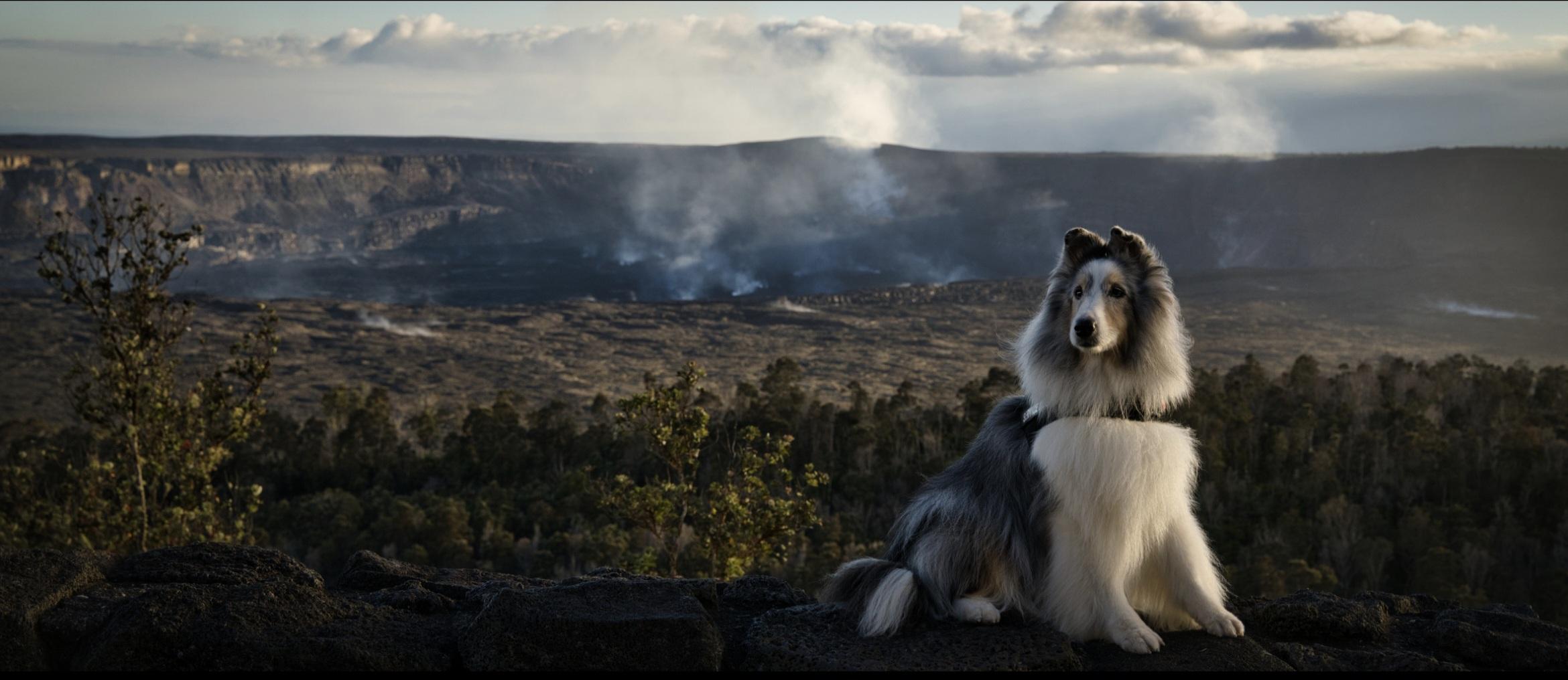 A dog stares off into the distance with a smoldering volcanic crater in the background. A dog stares off into the distance with a smoldering volcanic crater in the background.