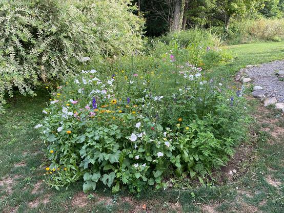 A garden thick with wildflowers. There is a stone and gravel walkway on the right and a white leaved tree on the upper left.