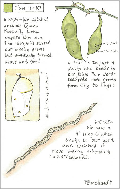 My 2025 Perpetual Journal watercolor and pen art of a Gopher Snake; my 2024 Perpetual Journal watercolor and pen art of a white Queen Butterfly chrysalis; & my 2023 Perpetual Journal watercolor and pen art of Blue Palo Verde seedpods, all in Tucson, <br />AZ.