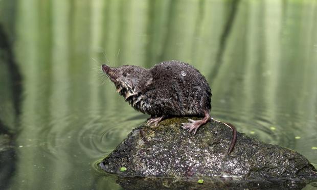Una musaraña de agua en una imagen de archivo (Getty Images/iStockphoto)