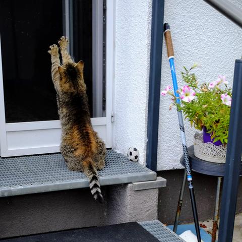 Cat stretching next a door