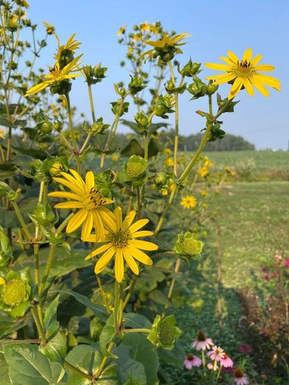 Tall, yellow flowers with a field in the background.
