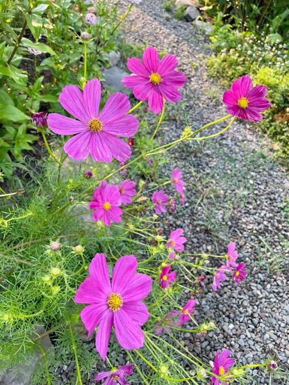 Pink flowers with a rocky party behind them.