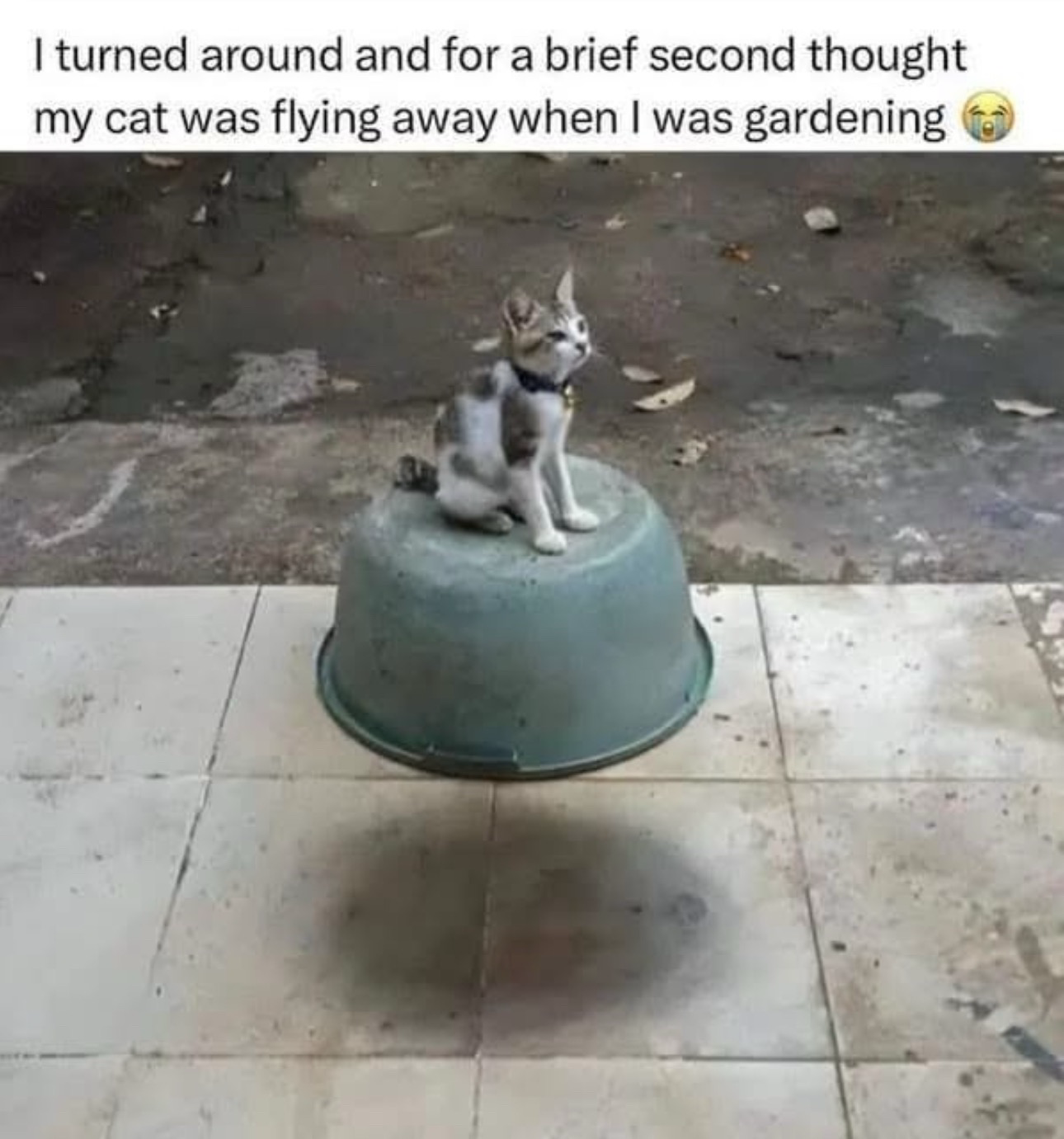 A gray and white kitty is perched atop a grayish blue wash basin in the yard. Captioned:  I turned around and for a brief second thought my cat was flying away when I was gardening.
