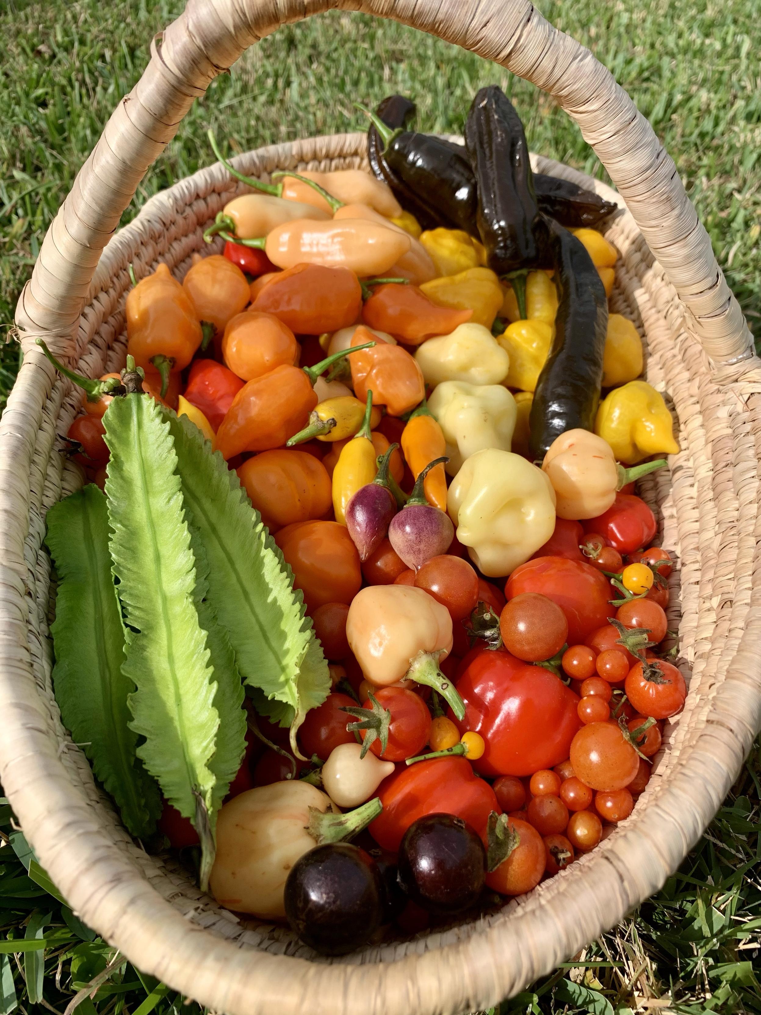 A woven basket filled with a variety of colorful peppers, including red, yellow, orange, and black varieties, along with some small tomatoes and fringey beans. The basket is placed on a grass.