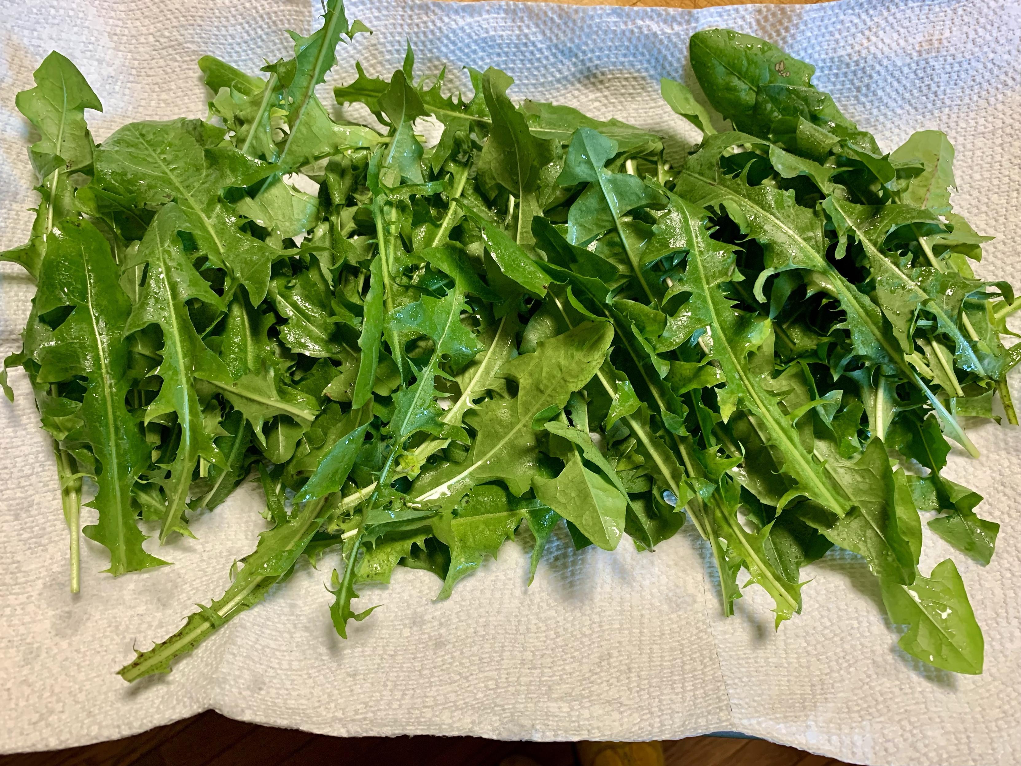 A pile of fresh, green dandelion leaves resting on a paper towel. The leaves are vibrant and appear recently washed, showcasing their jagged edges and varied shapes.