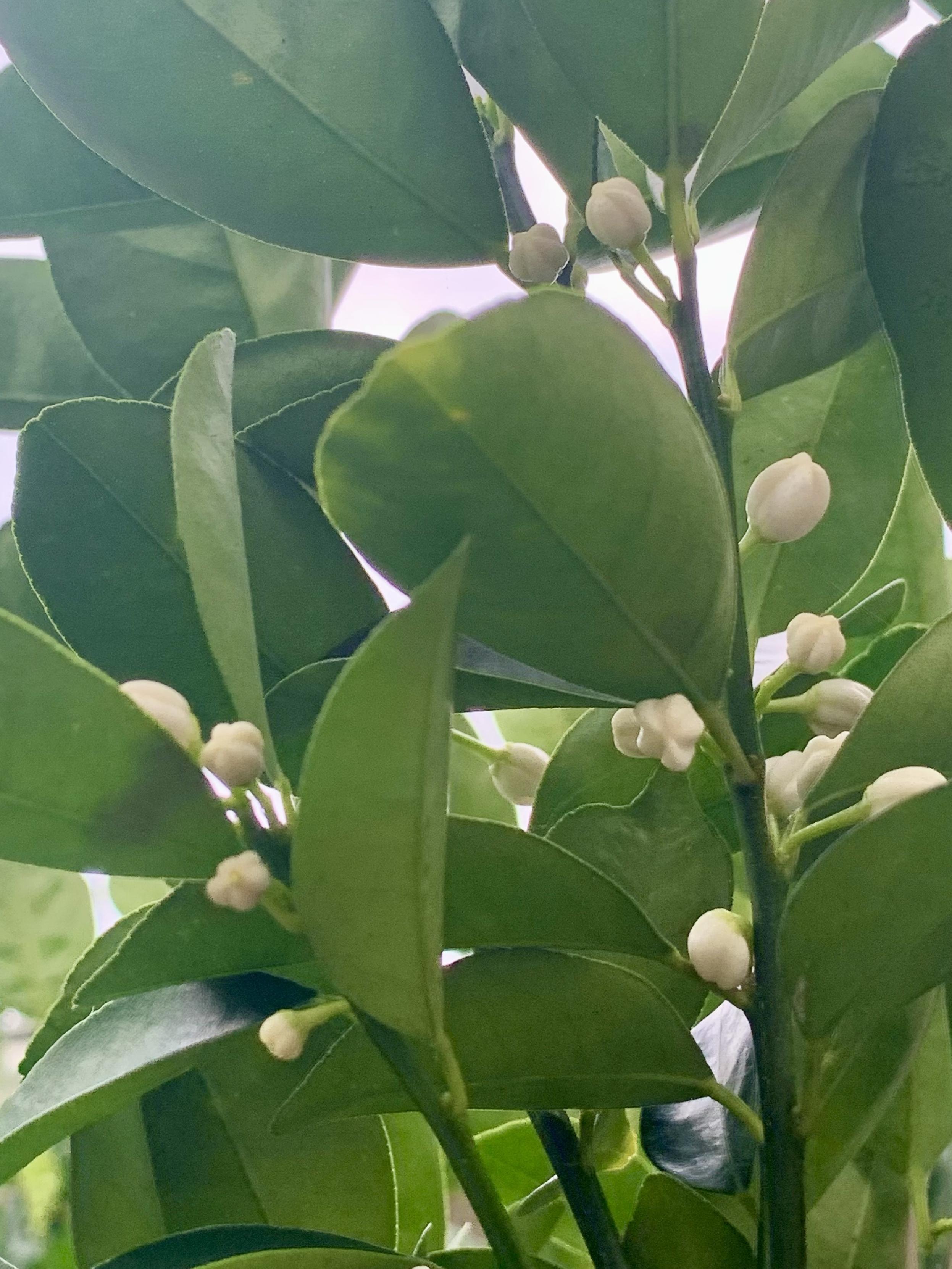 A close-up view of green leaves with small white buds, indicating a flowering plant. The foliage appears lush and healthy, with a soft, natural light filtering through.
Fukushu kumquat