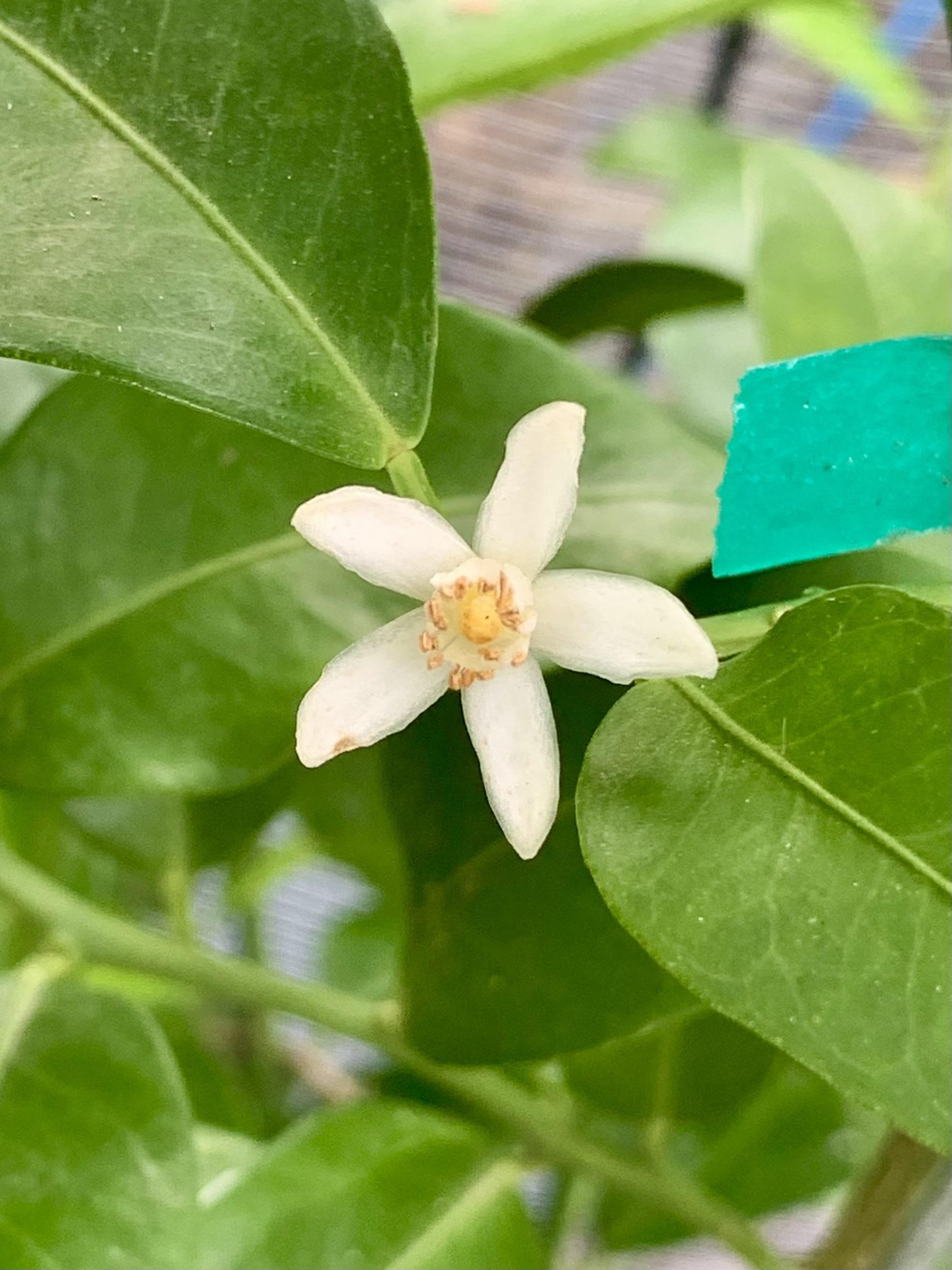 A close-up of a white flower with five petal-like structures, surrounded by green leaves. The flower's center is yellow with small orange spots. 
Shikuwasa