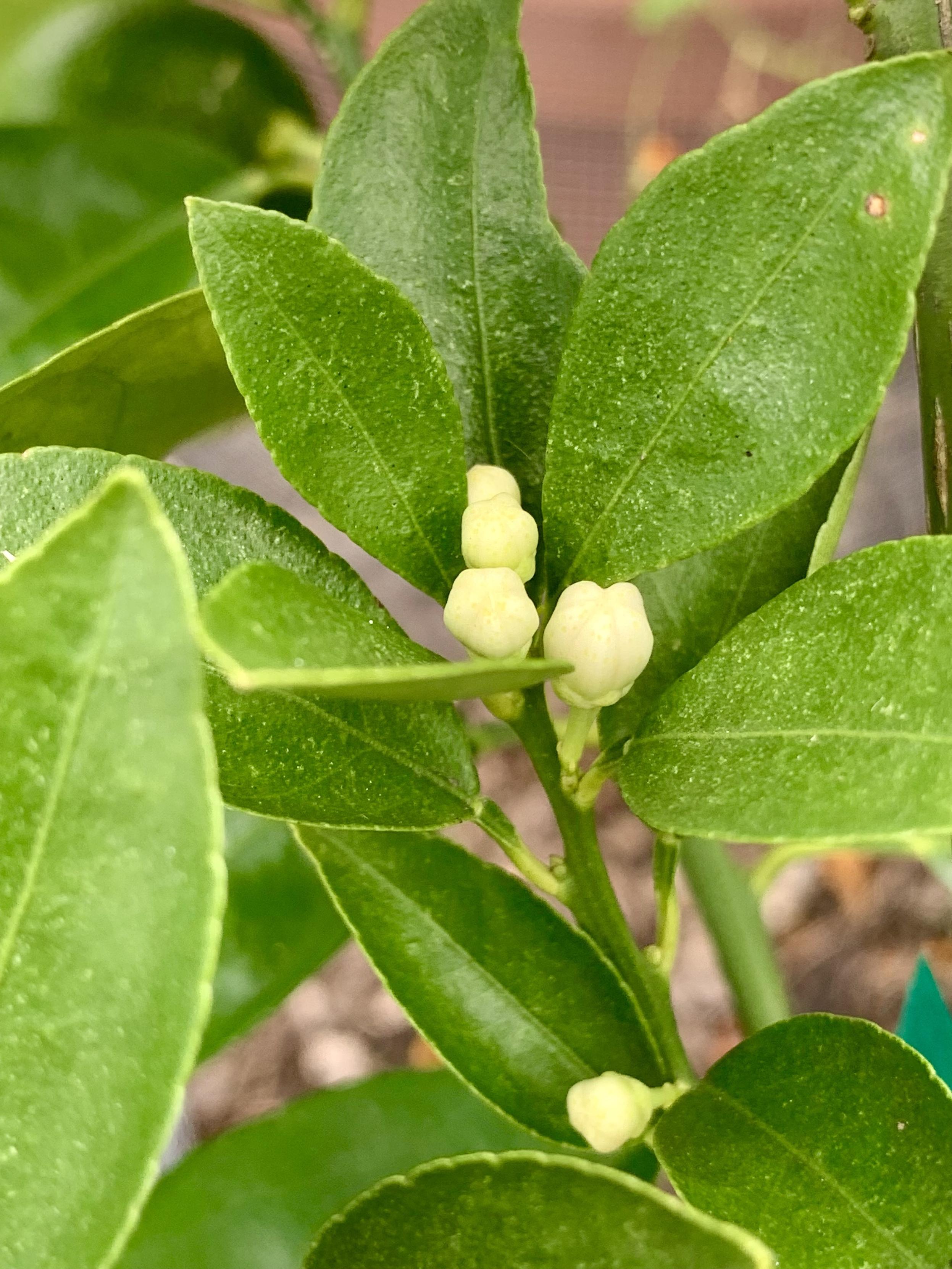 A close-up of green leaves with small clusters of pale, round buds forming between them. Nippon orangequat.