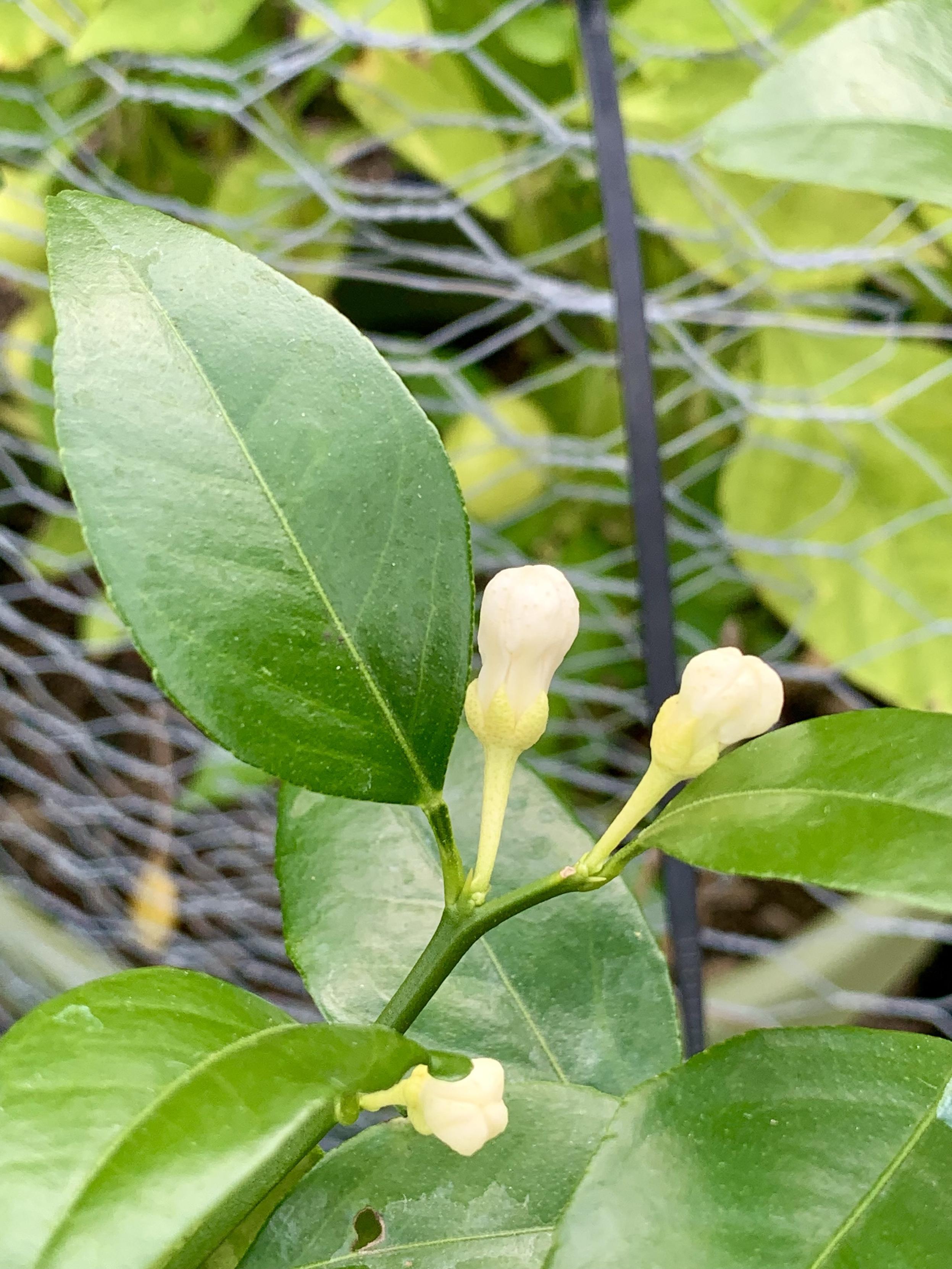 Image of a close-up of citrus plant flowers and green leaves. Two pale white buds can be seen, surrounded by glossy green foliage. A net is visible in the background. Thomasville citrangequat.