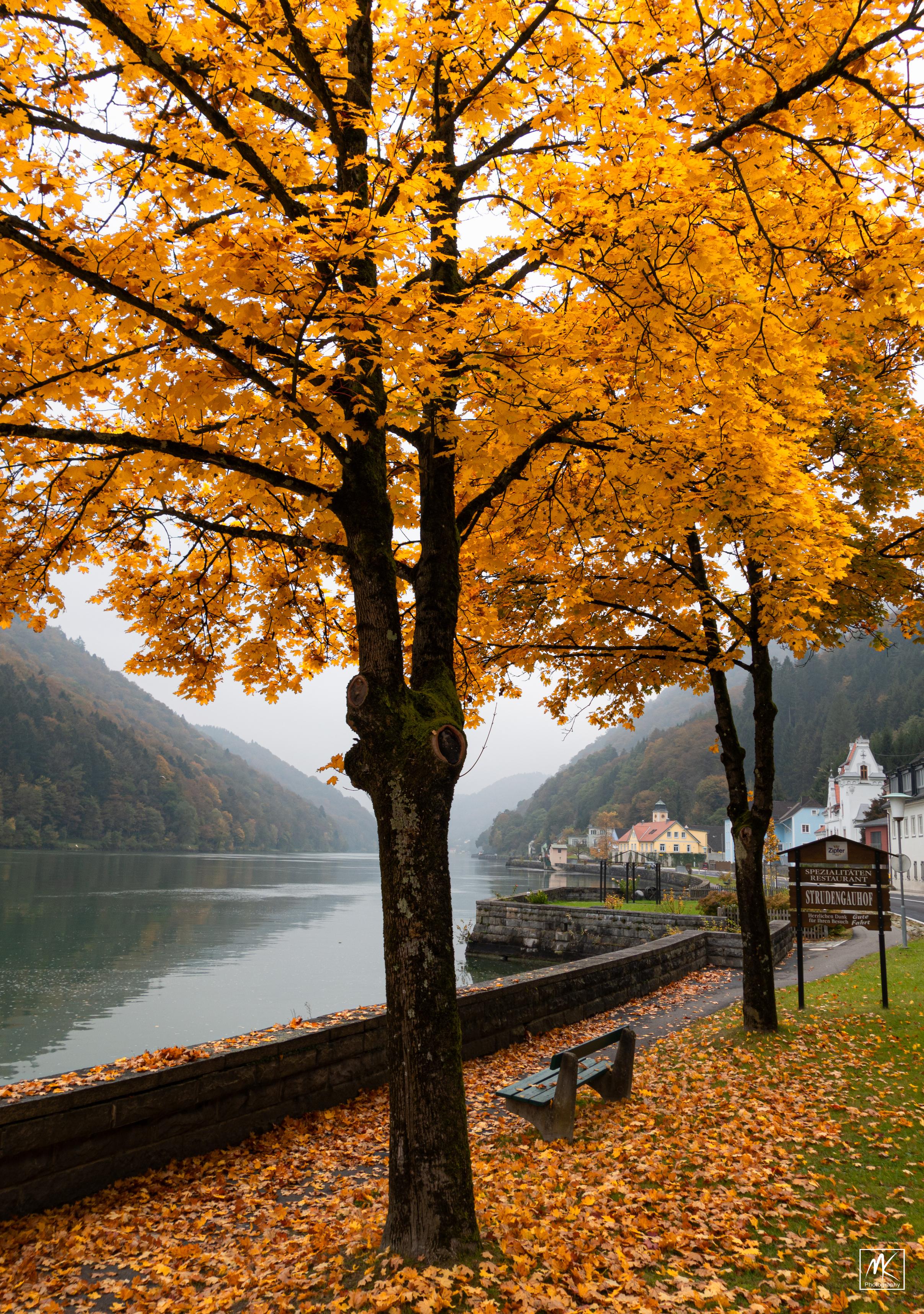 Color photo of trees with bright orange autumn leaves along a riverfront in a valley with the buildings of a small town in the background. 