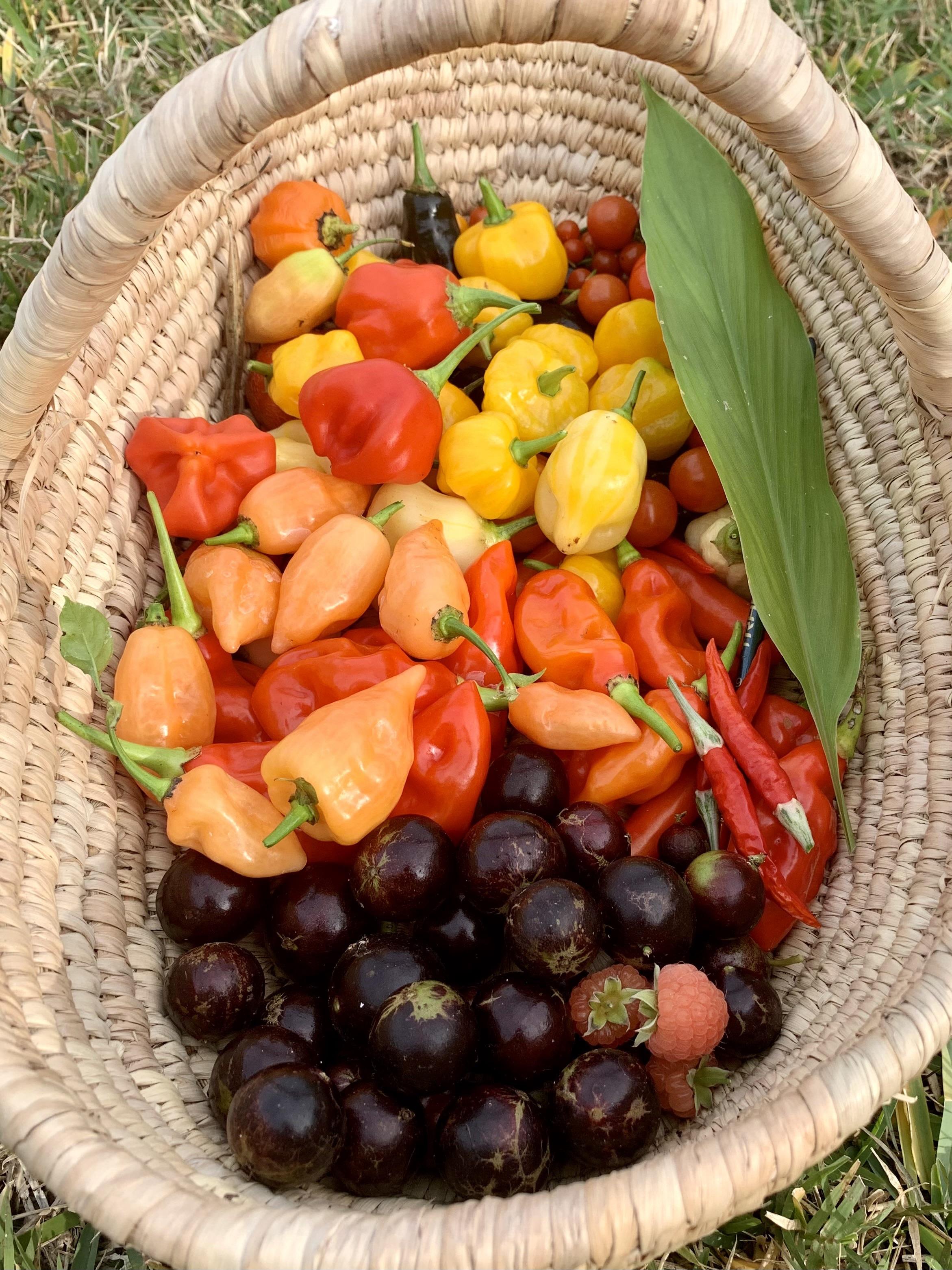 A woven basket filled with a variety of colorful peppers, including red, orange, yellow, and green, alongside small round dark fruits and a few raspberries. The basket is placed on grassy ground.