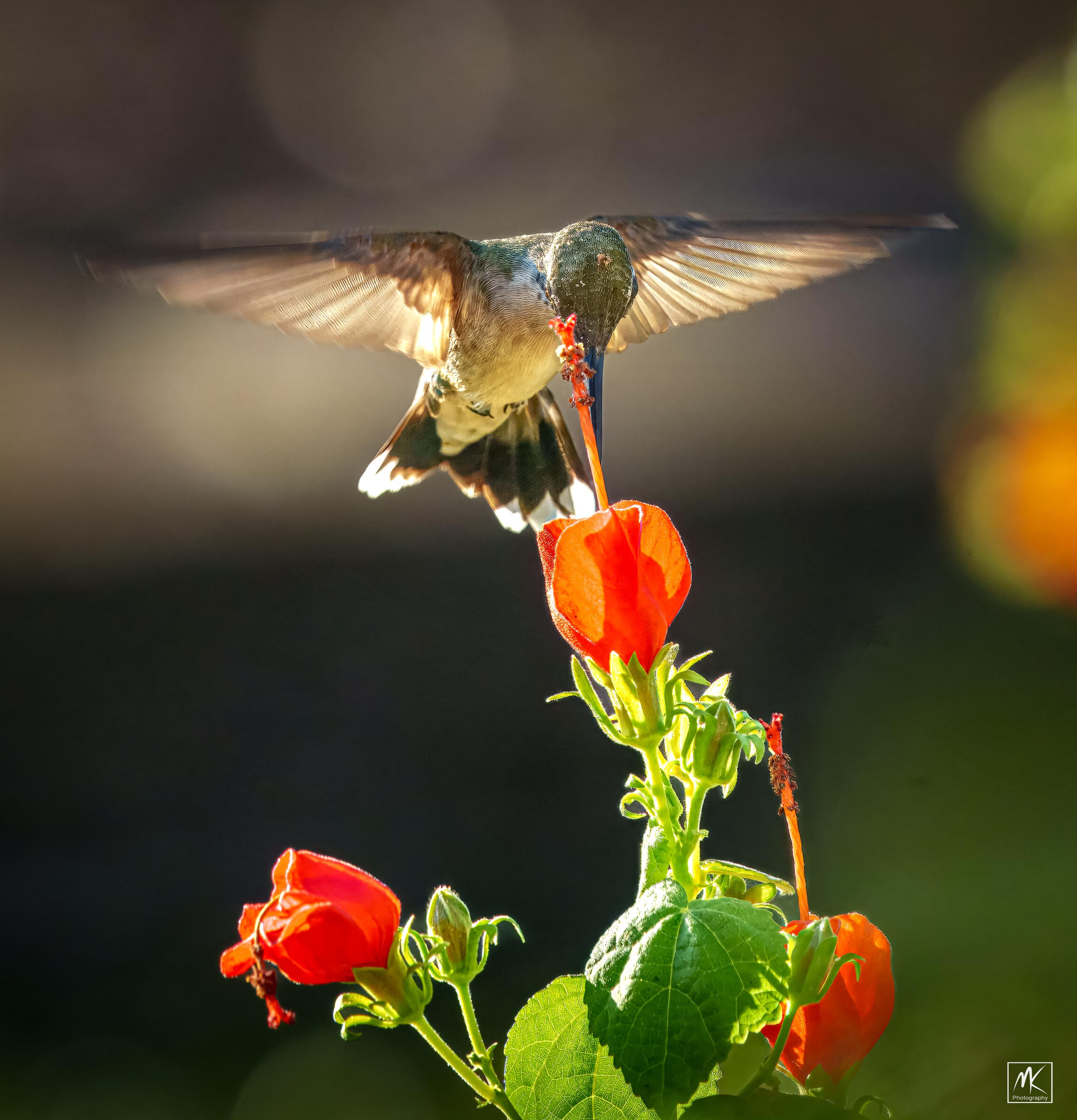 Color photo of a hummingbird hovering above and feeding from a red flower.