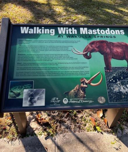 a photo of a info table beside a street in a park probably. The topic of the desk is "Walking With Mastodons".