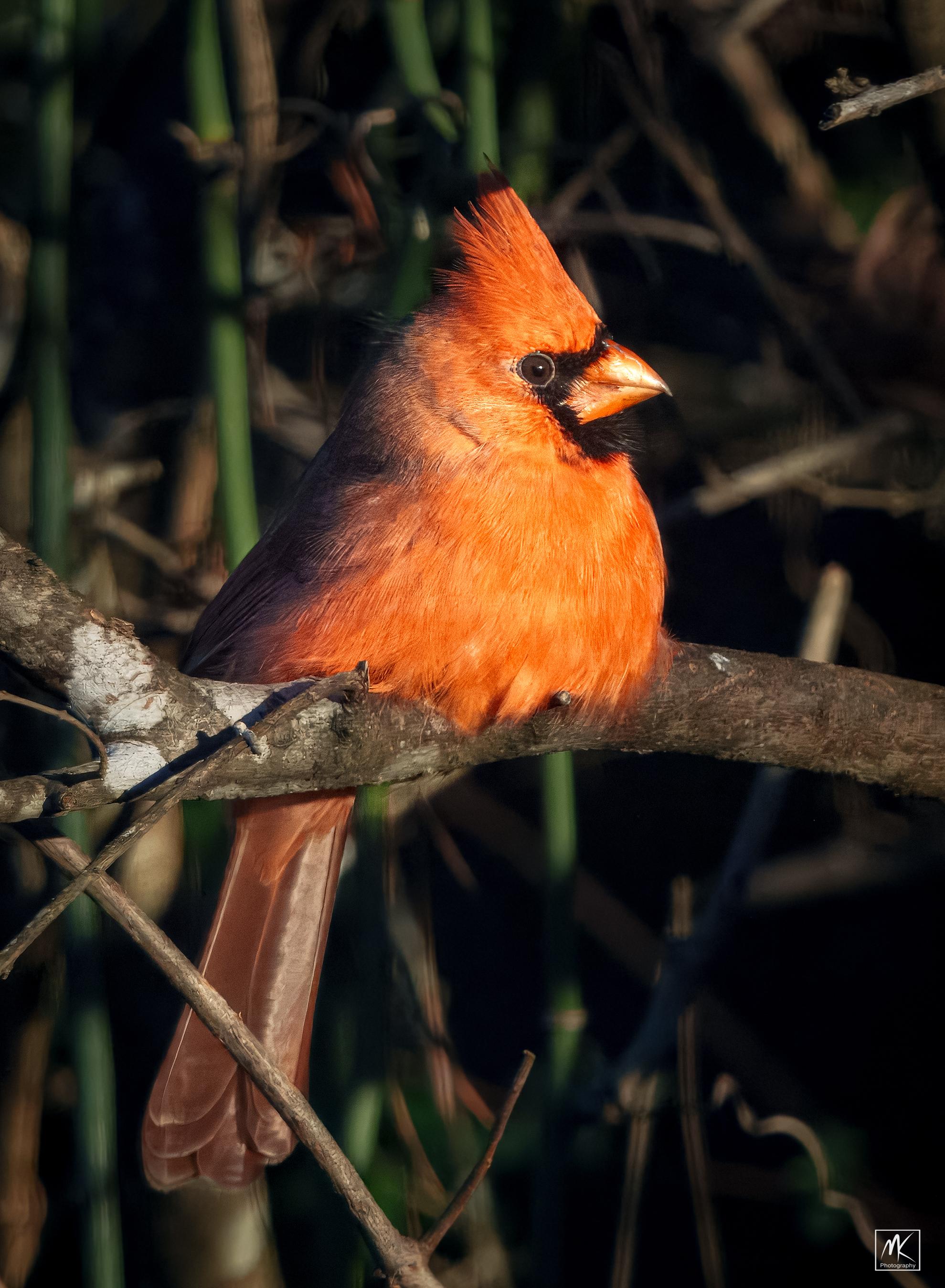 Color photo of a male northern cardinal perched squatting down on a branch with its feathers puffed up.