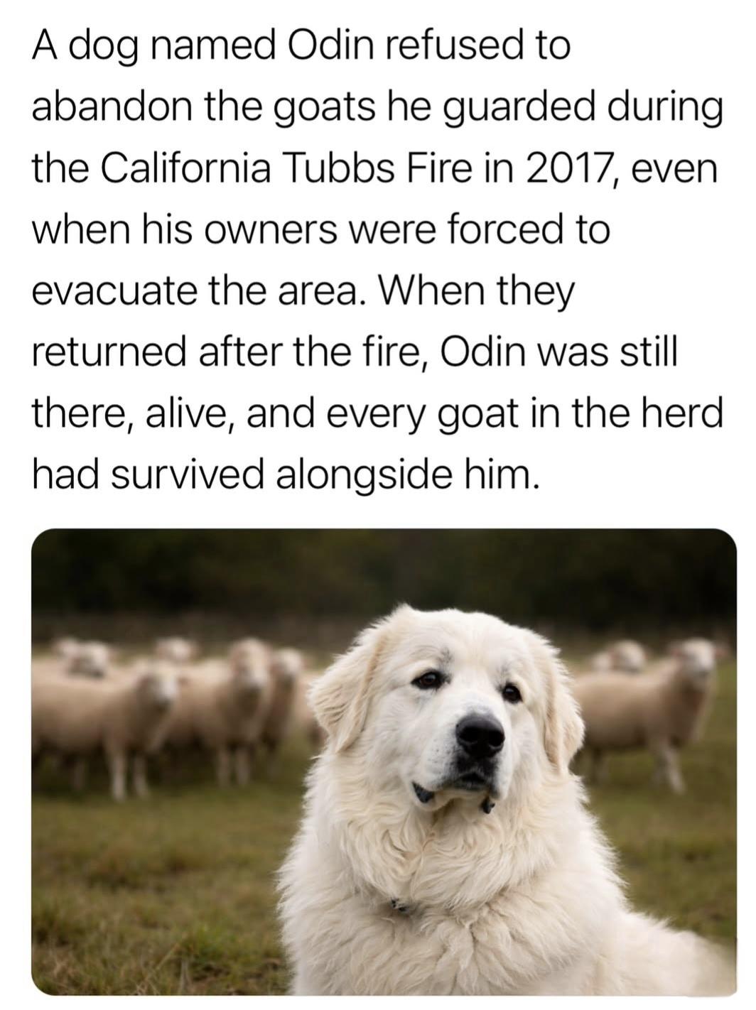 Text above the photo of a  Great Pyrenees dog and a herd of goats behind him.