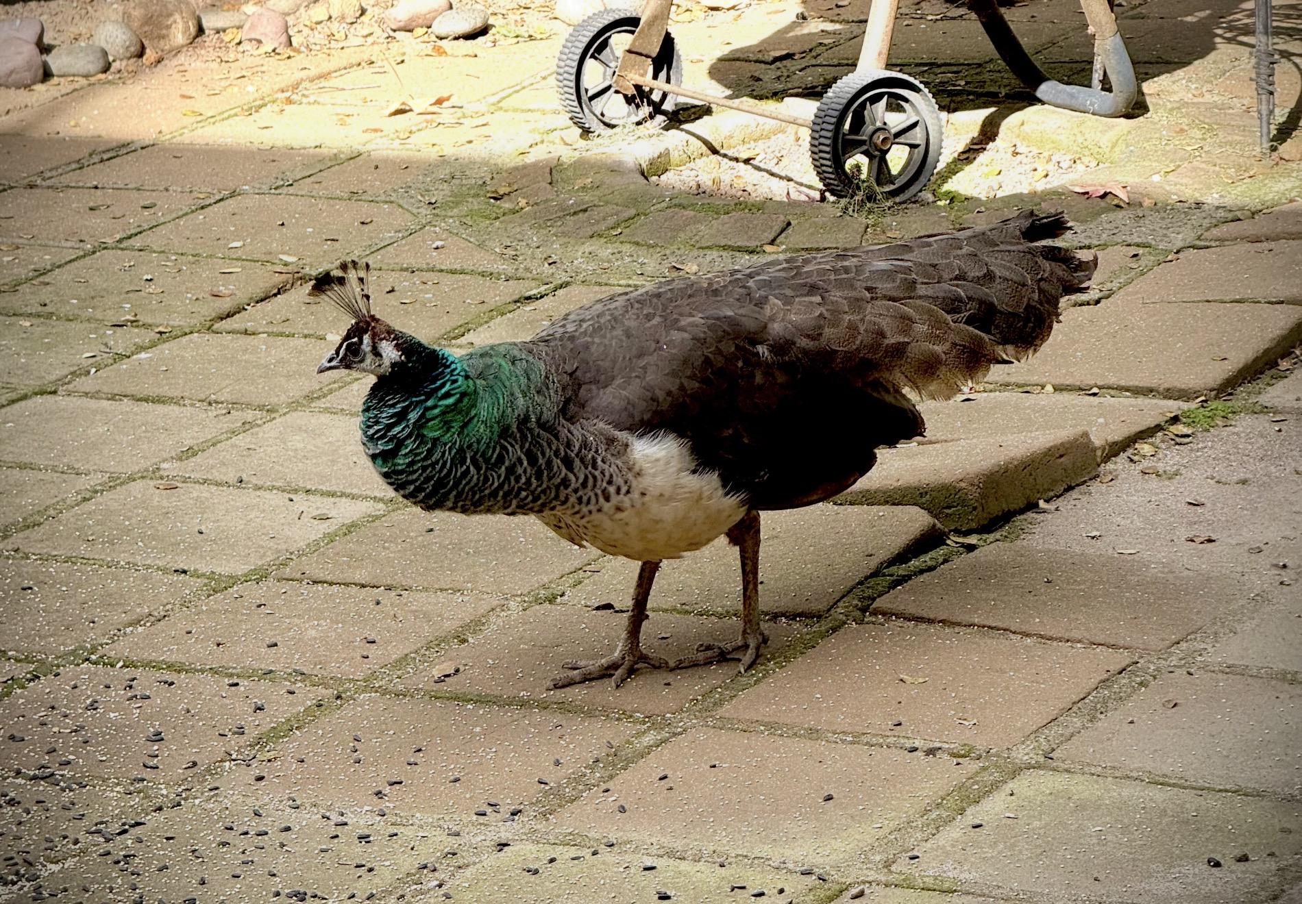 Peahen