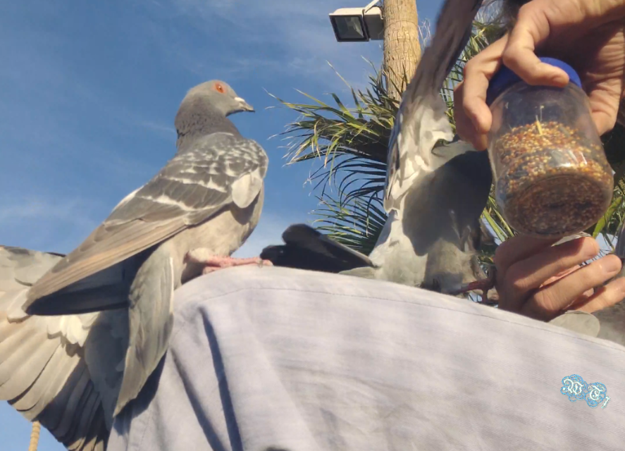 pigeon perched on my knee