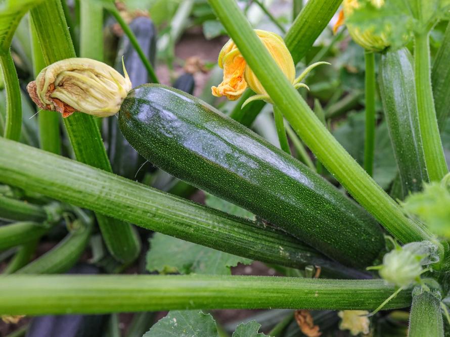 Beautiful Green courgette with yellow flowers still attached.