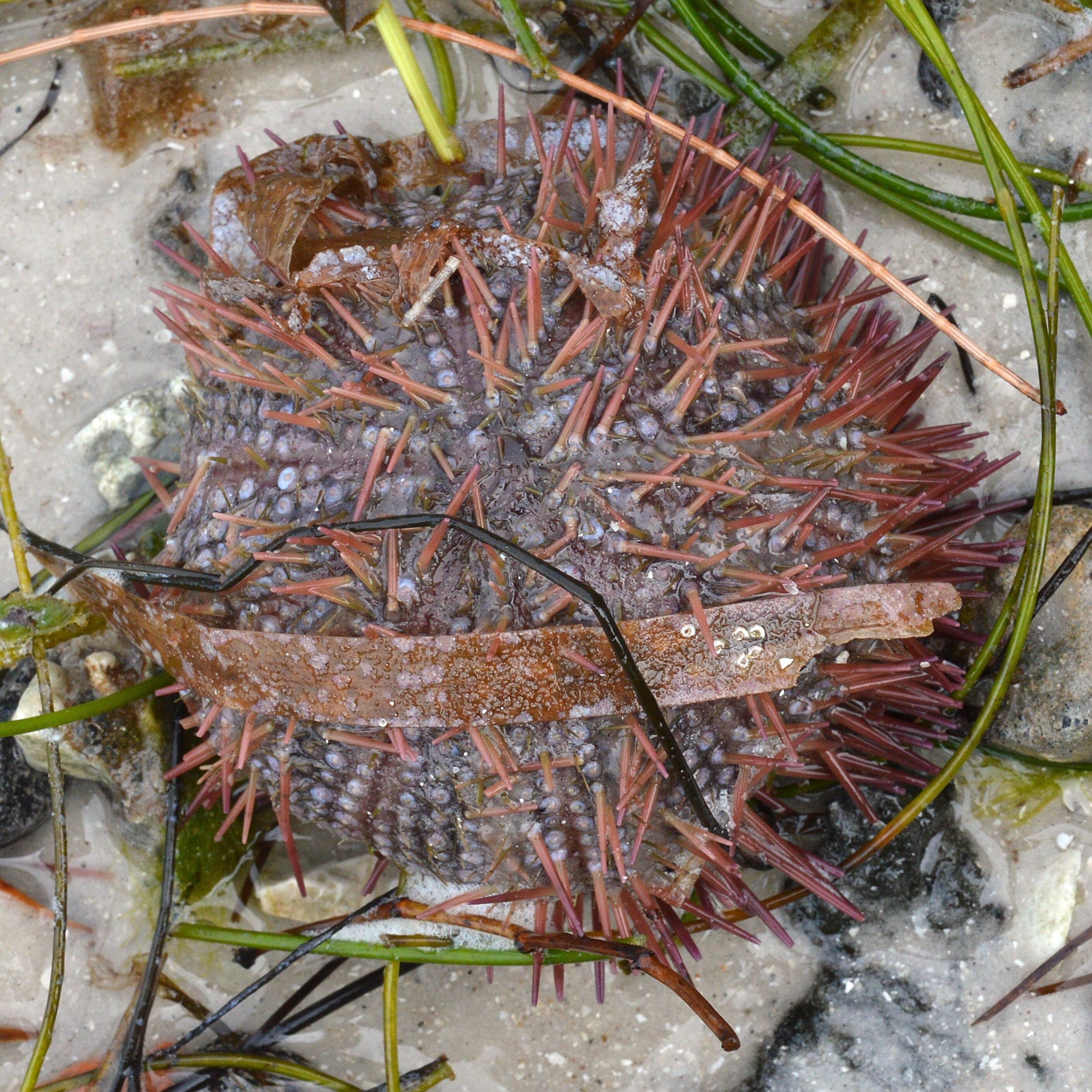 A photo of a sea urchin washed up on a beach with seaweed. They are missing about half of their spines (which are short and a purple/red color).