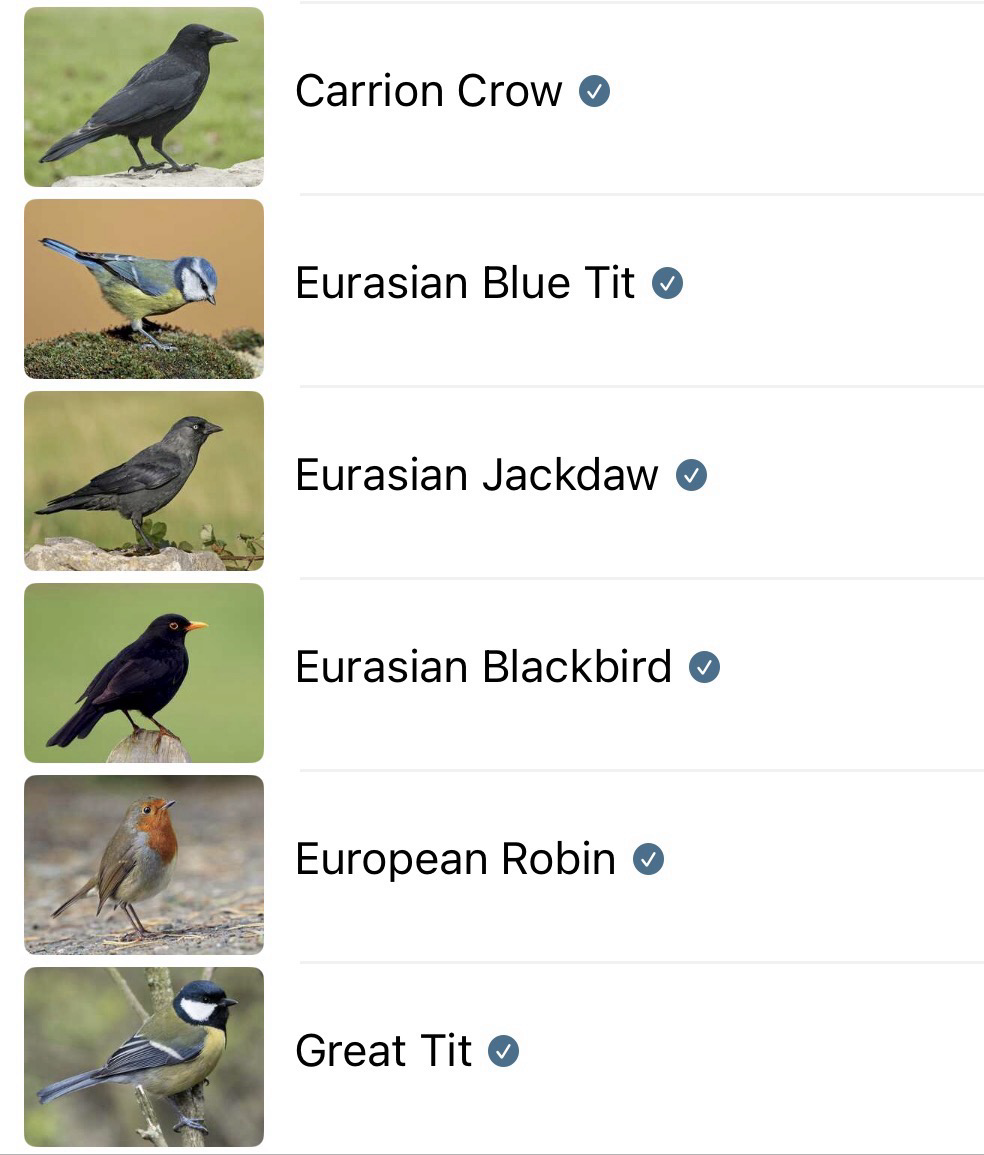 A list of the bird calls identified by the Merlin Bird ID app, with a stock photo of each species alongside.