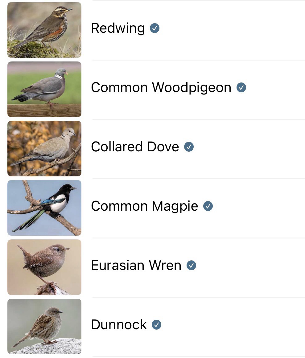 A list of the bird calls identified by the Merlin Bird ID app, with a stock photo of each species alongside.