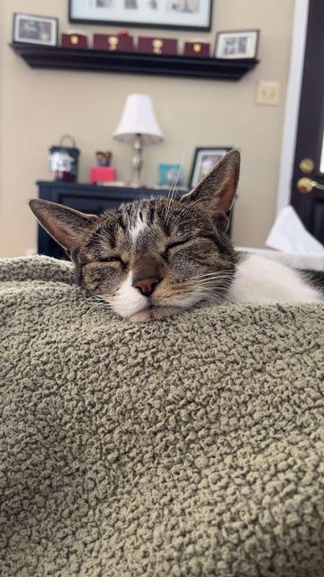 A cat is sleeping with its head resting on a soft, textured blanket. The background features a lamp, a shelf with framed photos and decorative items, and a door. The cat has a relaxed expression with its eyes closed.