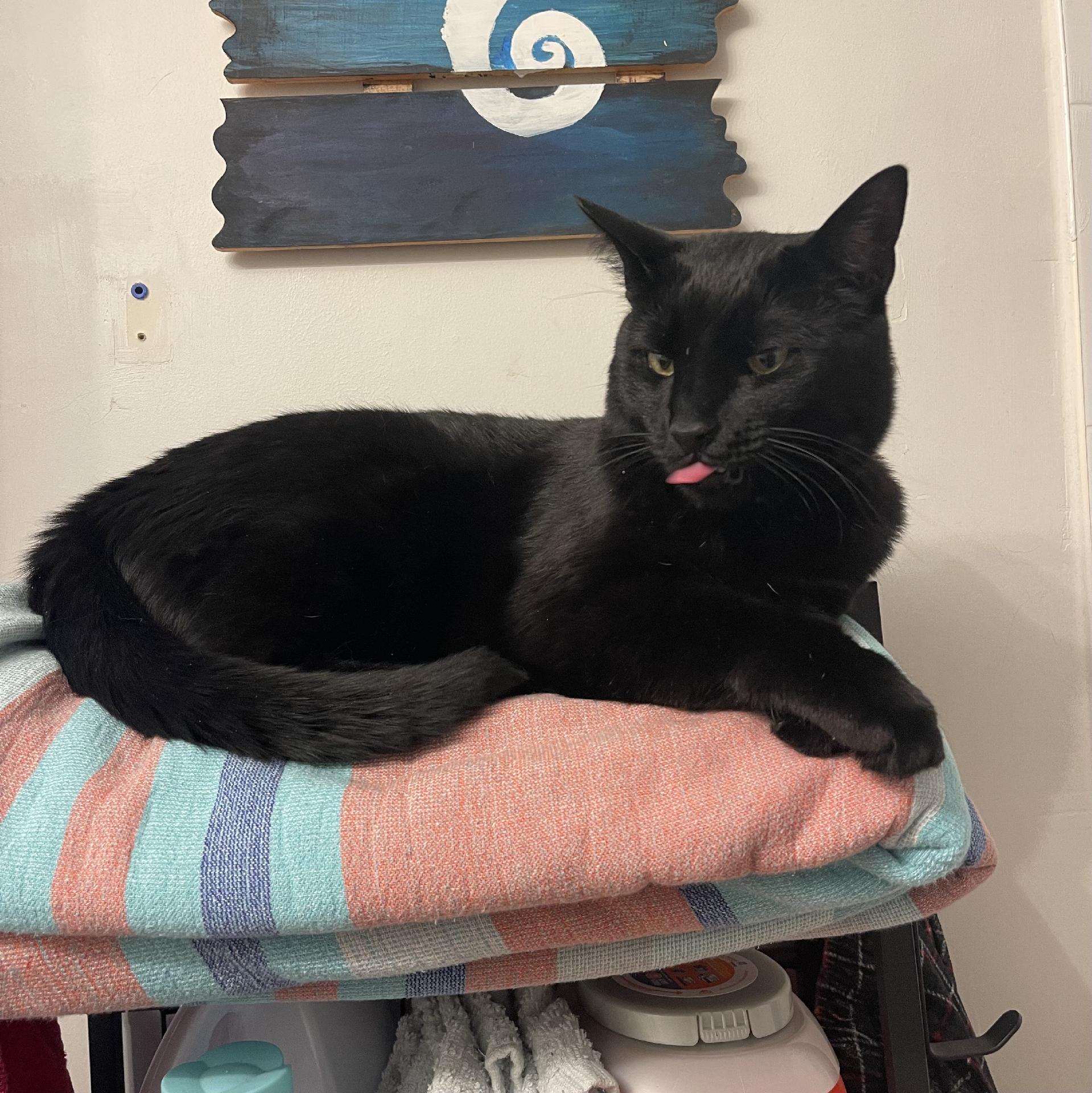 A black cat is lounging on a stack of colorful towels, sticking out its tongue. A blue and white wooden decor piece is visible in the background.