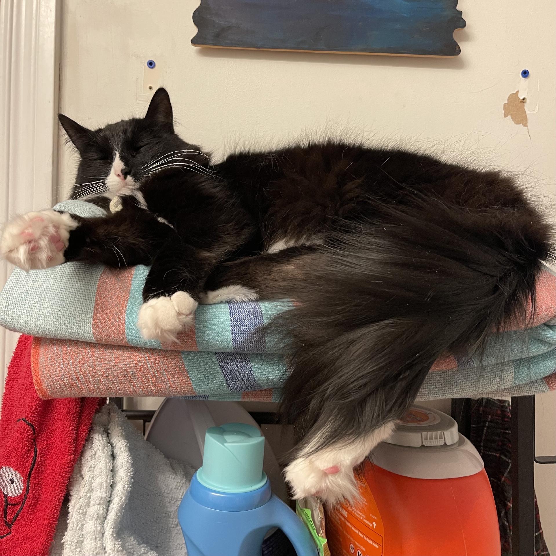 A black and white cat is sleeping on a stack of towels, with its paws stretched out. Various laundry items are visible below, including detergent bottles and a towel.