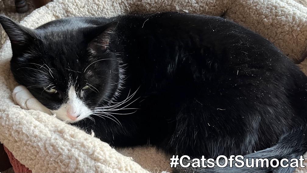 A black and white cat is curled up in a cozy bed, looking relaxed. The cat has distinct white whiskers and a white patch on its face.