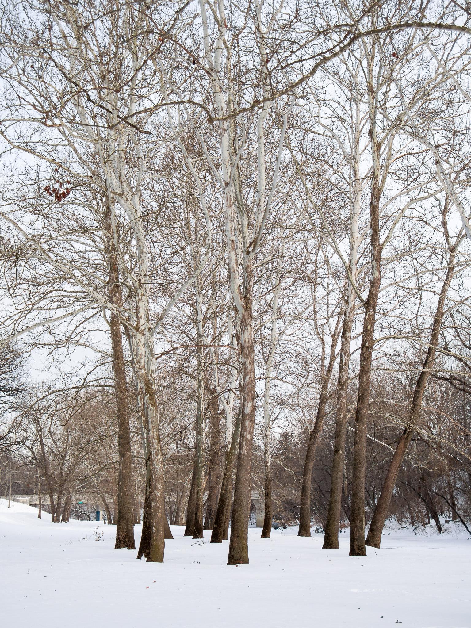 More than a dozen tall trees in a group, surrounded by snow-covered ground. The trunks are dark at their base, and white higher up. The branches are bare. In the background on the right is a frozen river and a river bank full of trees, and there is a bridge to the left. The sky is mostly white clouds.