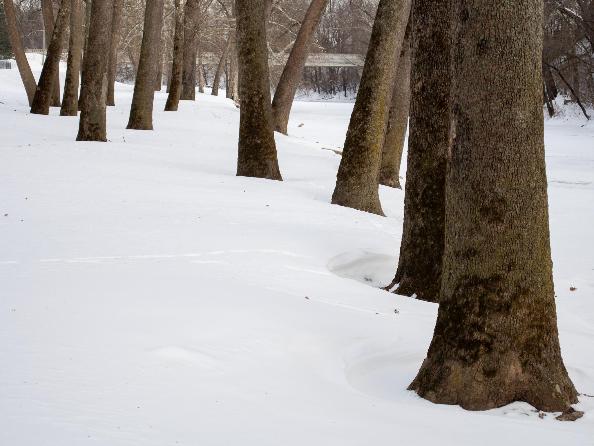 Several dark tree trunks standing in deep snow. In the background is a frozen river to the right, and a bridge behind the trees. There are also trees and brush in the distant background.