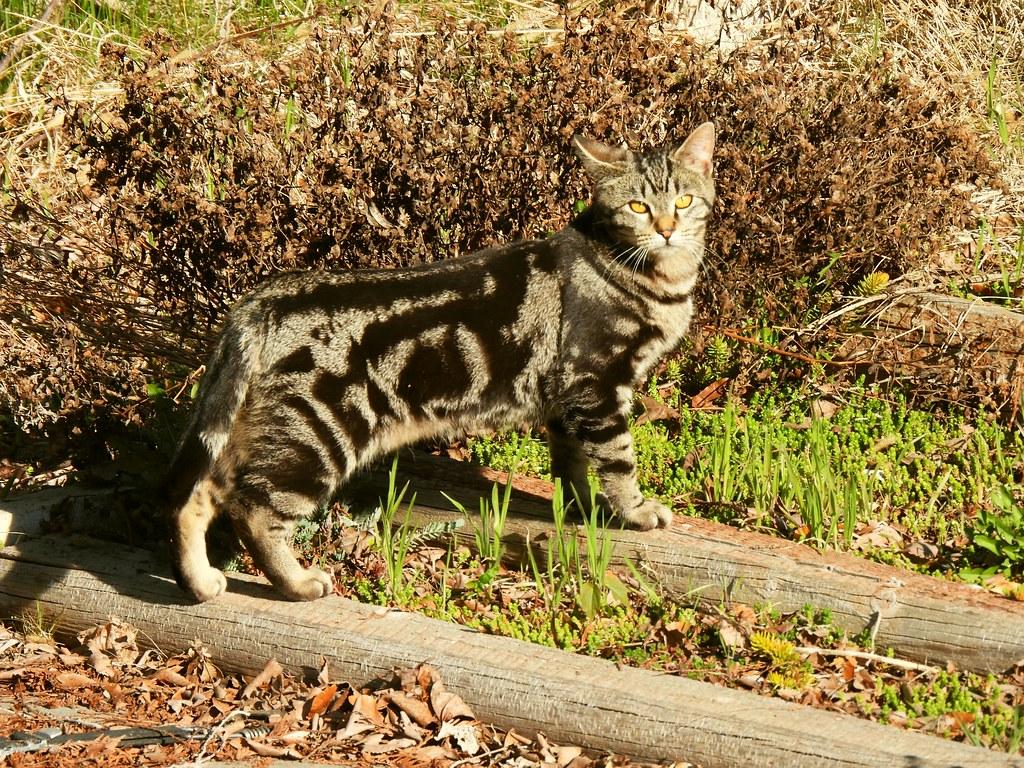Black and grey tabby cat standing on two small garden logs and in front of a bush.