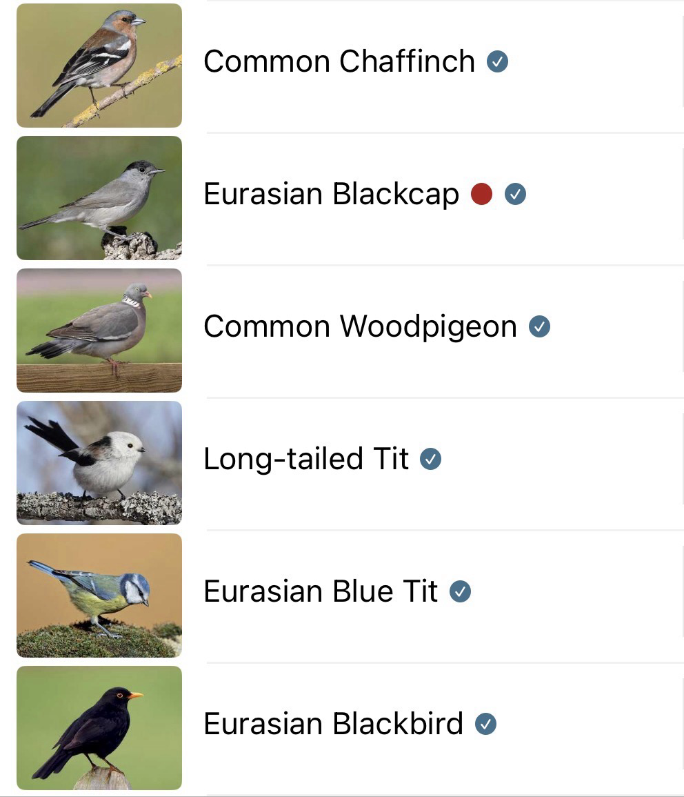 A list of the bird calls identified by the Merlin Bird ID app, with a stock photo of each species alongside.