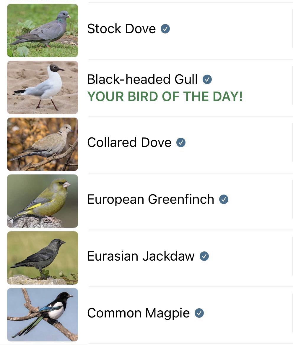 A list of the bird calls identified by the Merlin Bird ID app, with a stock photo of each species alongside.