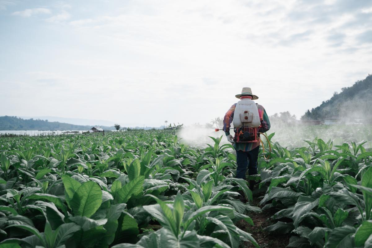 Hombre rociando pesticida. (Getty Images)
