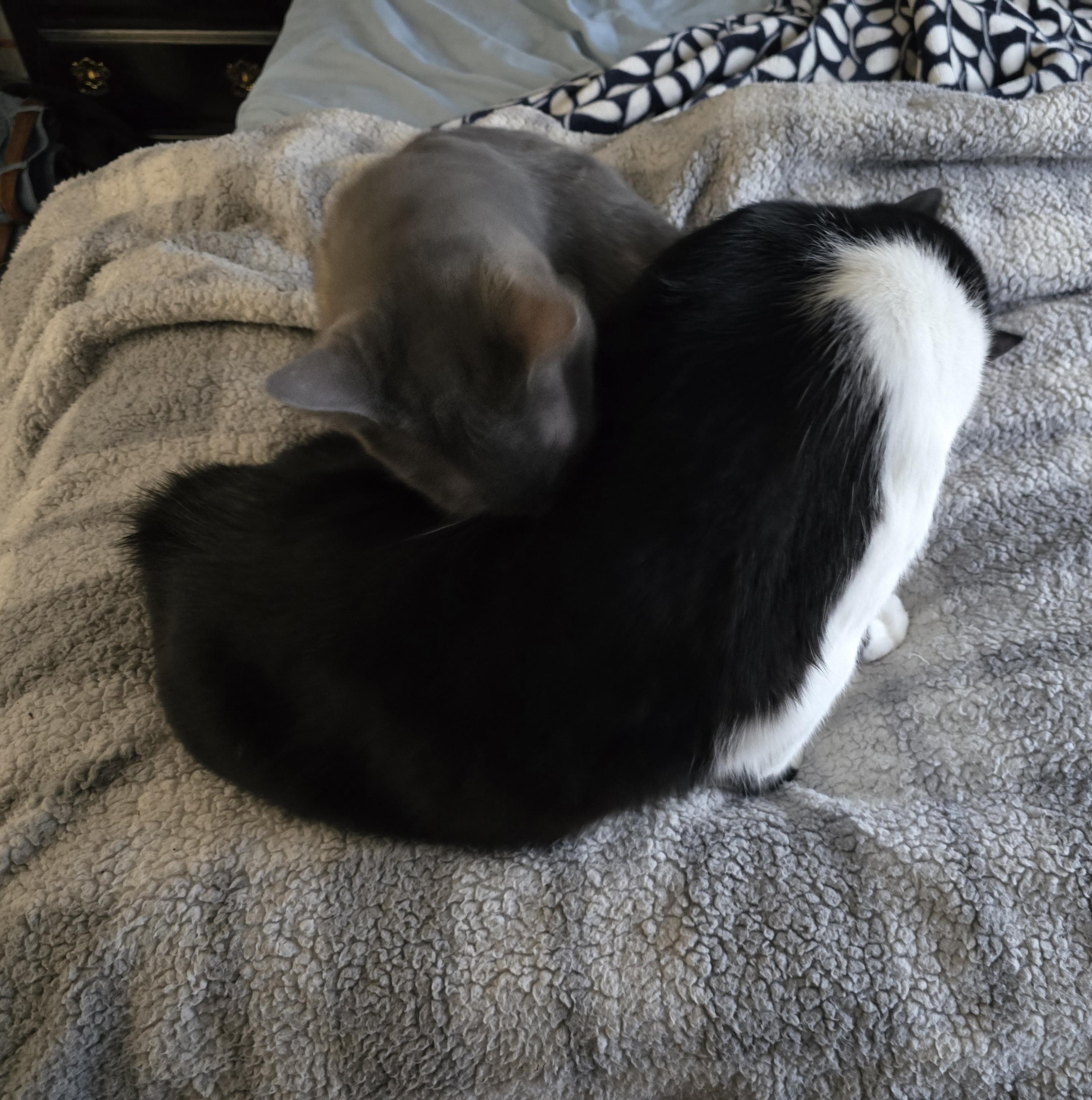 A gray diluted tortie and a black and white tuxedo Manx cat cleaning each other. Elsa and Mr Minx.
