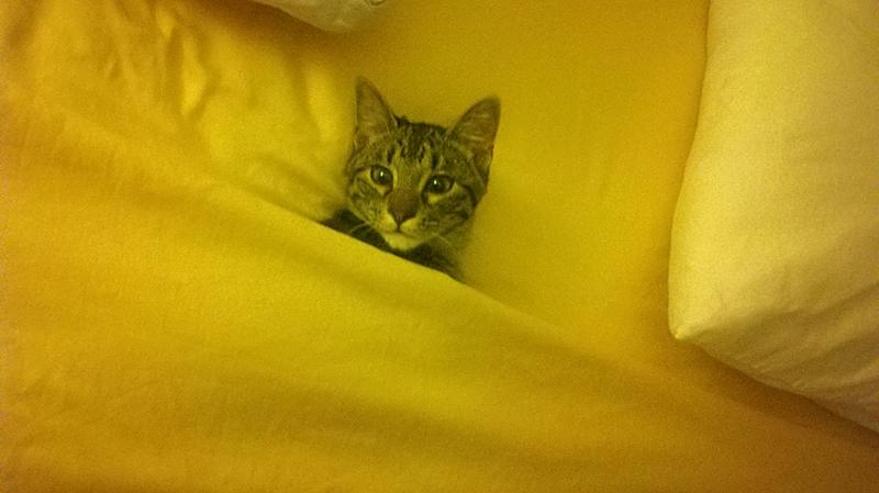 Small gray kitten on a bed, with his head sticking out from between the gold sheets.