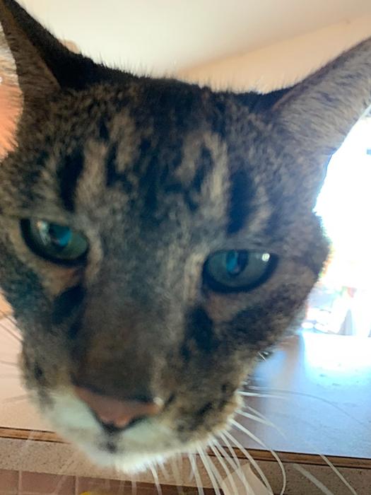 Clue up of a gray tabby cat, with an intent stare, as he anxiously awaits his dinner.