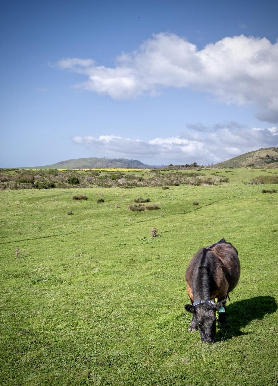 Cow eating in beautiful green field. Note the ear tag.