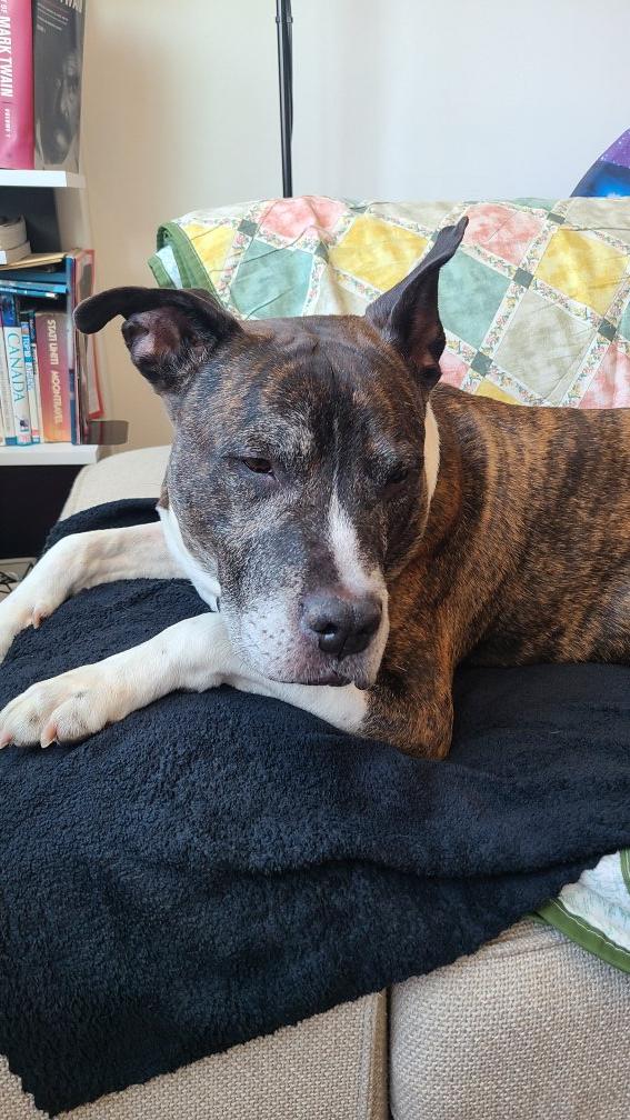 A brown and white dog on a couch over a blue blanket. One ear is pointing up, the other to the side