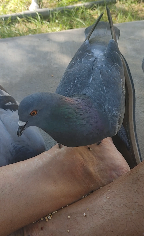 a pigeon perched on my foot, eating the seeds that fall between my legs ~WT7