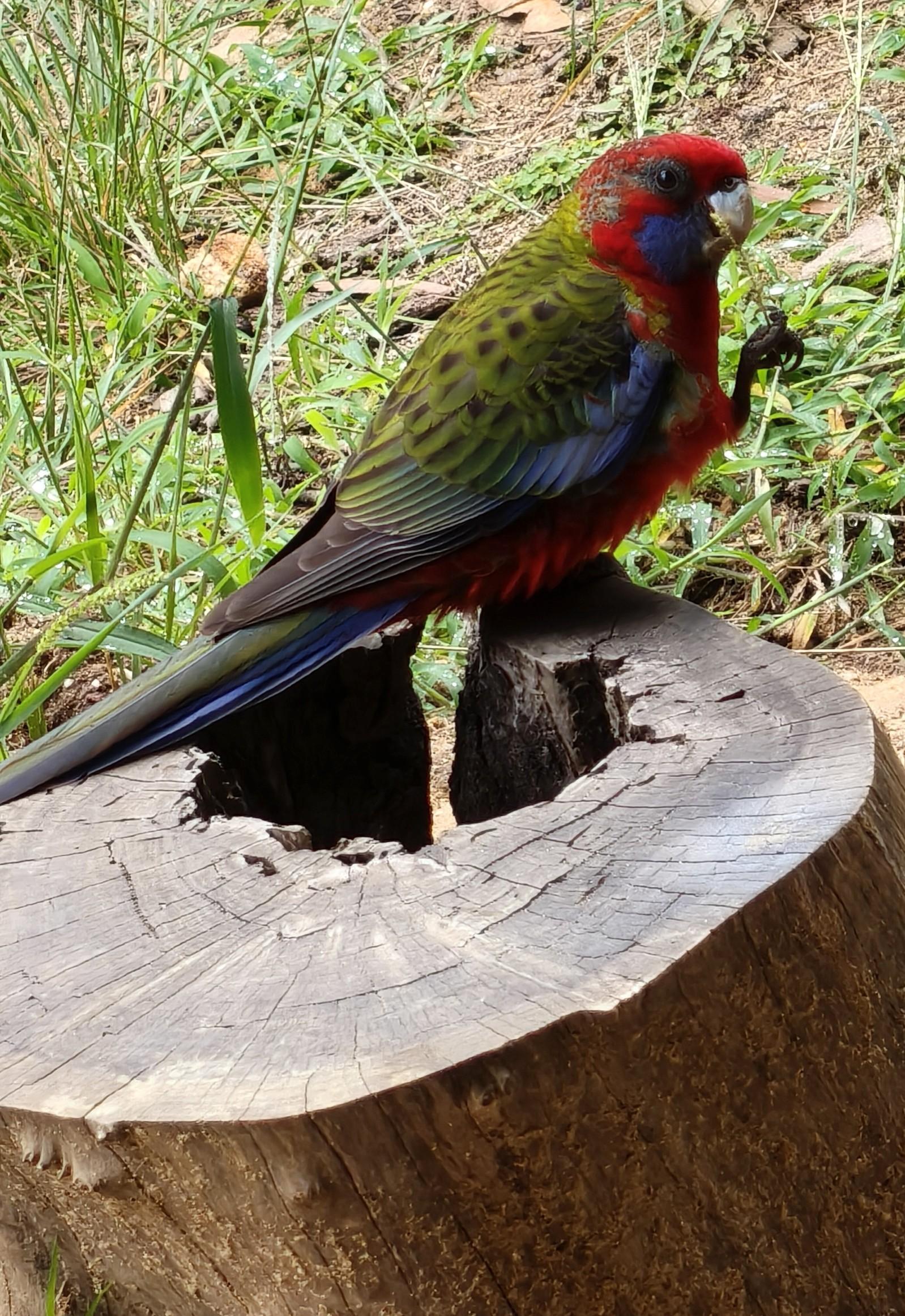 A juvenile crimson rosella stands on a cut log used as a seat. Its leg is raised and it's holding a tasty grass head up to its beak to eat. It appears to be looking directly at the camera. We know it's a juvenile as it still wears a lot of green feathers, notably on its back, wings and tailfeathers. Adults lose the green and crimson becomes dominant on their chests, heads, & backs, with blue and purple wings.