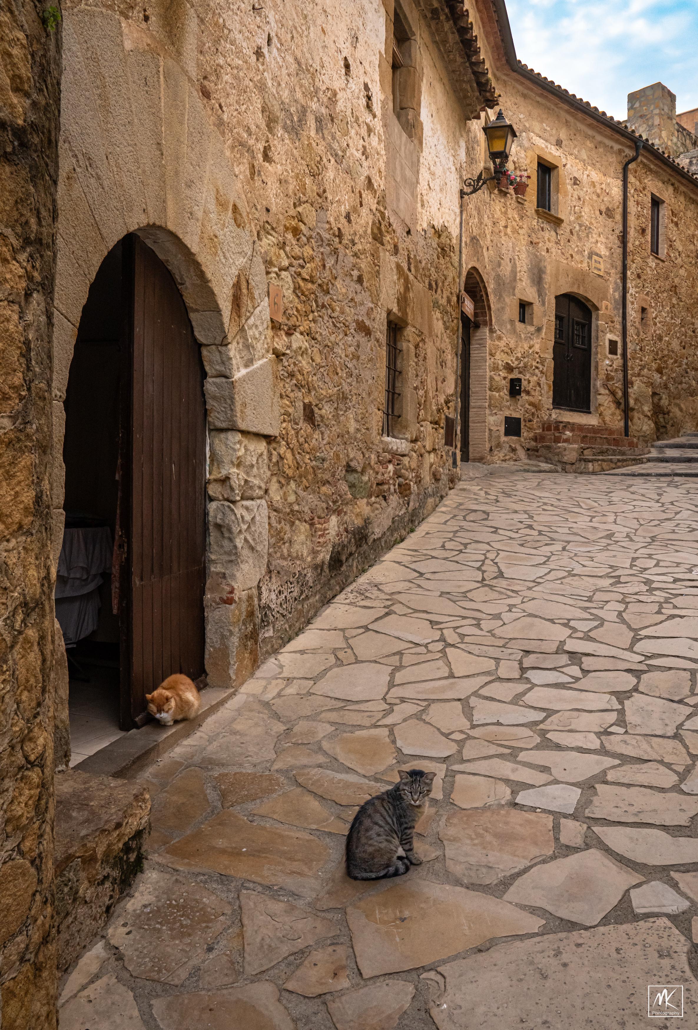 Color photo of two cats on a street in a small, medieval Catalonian town: a grey one sitting on the street’s flagstone paving and a ginger one crouched in an arched open doorway nearby.