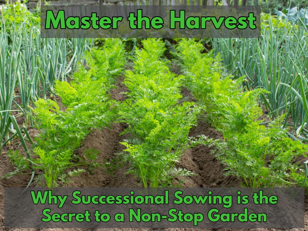 rows of carrots next to rows of onions - good companion planting