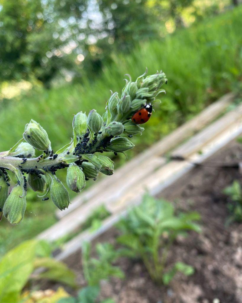 ladybird herding aphids