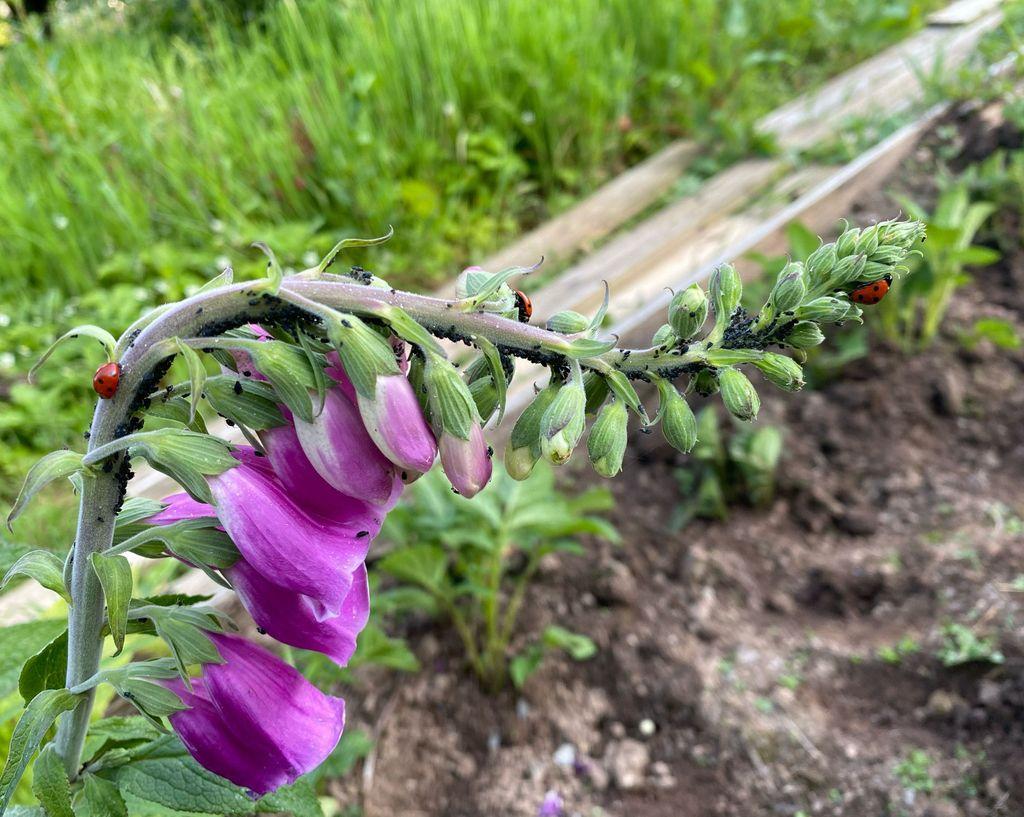 ladybirds herding aphids