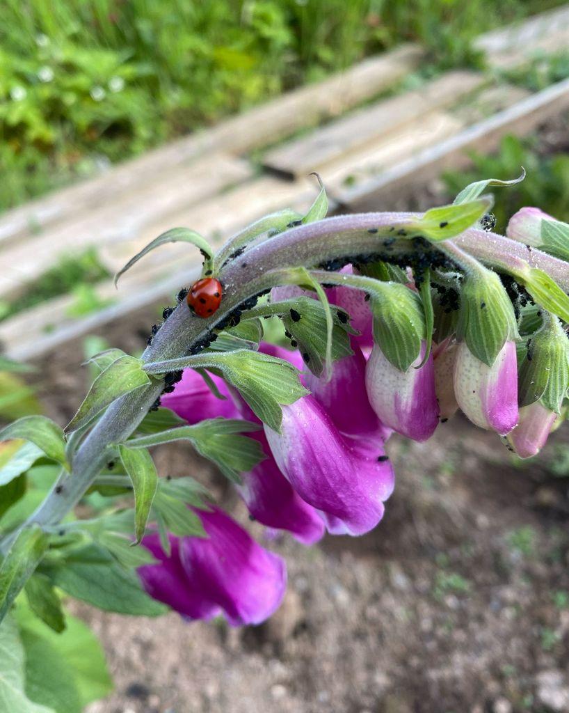 ladybird herding aphids on a foxglove