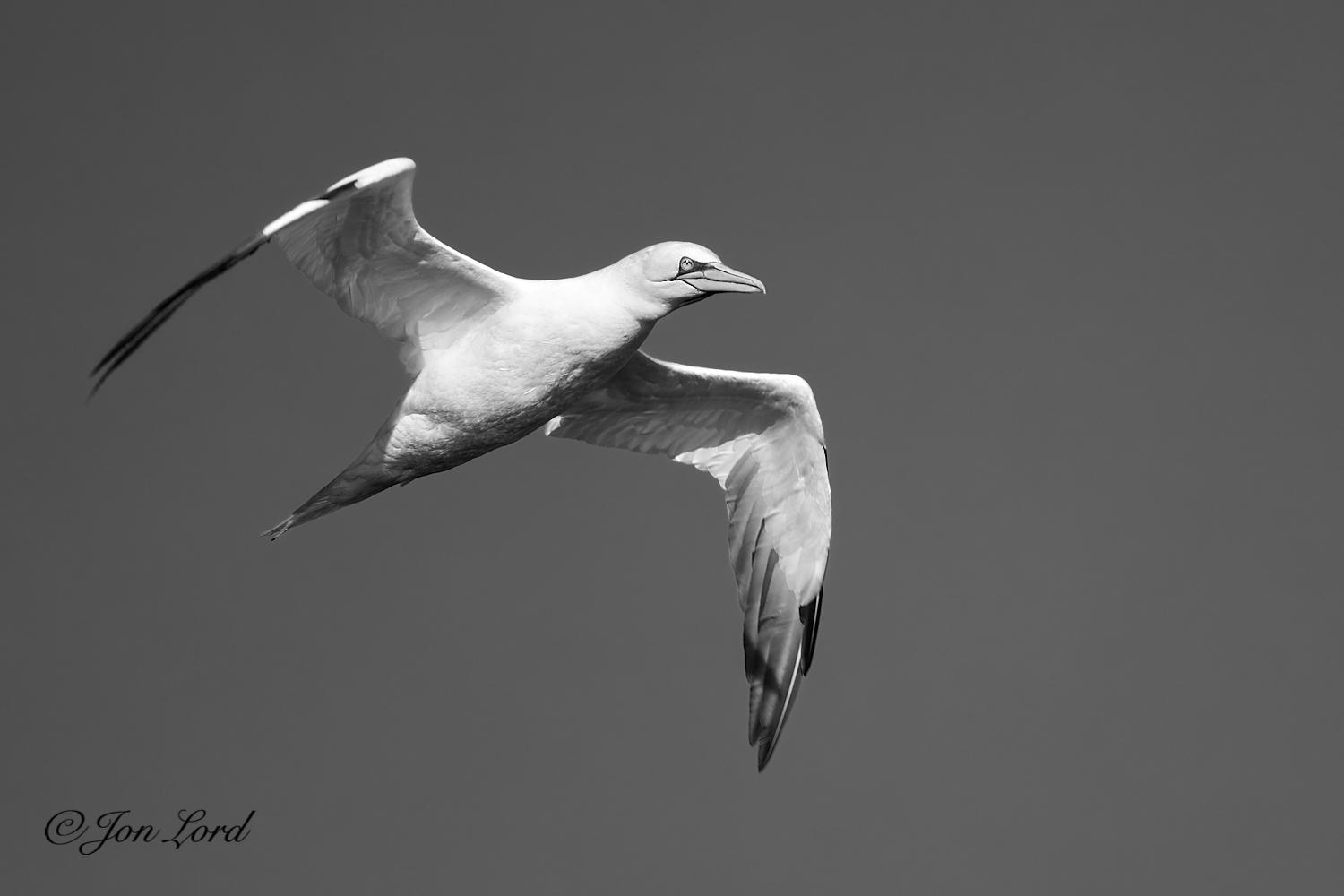 This is a close-up black and white photo in landscape format of a Northern Gannet in flight. Gjesværstappan, Norway (2017).

Above and to the left of centre is a single Northern Gannet (Morus Bassanus) seabird, inflight from left to right and filling about half of the photo. Our seabird is viewed from below and obliquely with the right and undersides in view. The bird is looking ahead and has a long and slightly hooked upper beak, rendered a very light grey. There is a black patch surrounding the large eye with a thin black line stretching from the eye patch, under the beak and (unseen) up the far side. The majority of the body and wings are a brilliant white. The leading edge of the outboard section of the wings are black with the outboard parts of the trailing edge of the wings a dark grey to black. While the inner wing is outstretched, at the wings elbow the outer wing is down swept. In the background is a clear and cloudless sky rendered a dark grey. 

The location is over the sea near the Gjesværstappan Islands: at 71º North is high above the Arctic Circle and on the boundary between the Norwegian Sea and the Arctic Ocean.